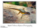 Many-lined sun skink Mabuya multifasciata